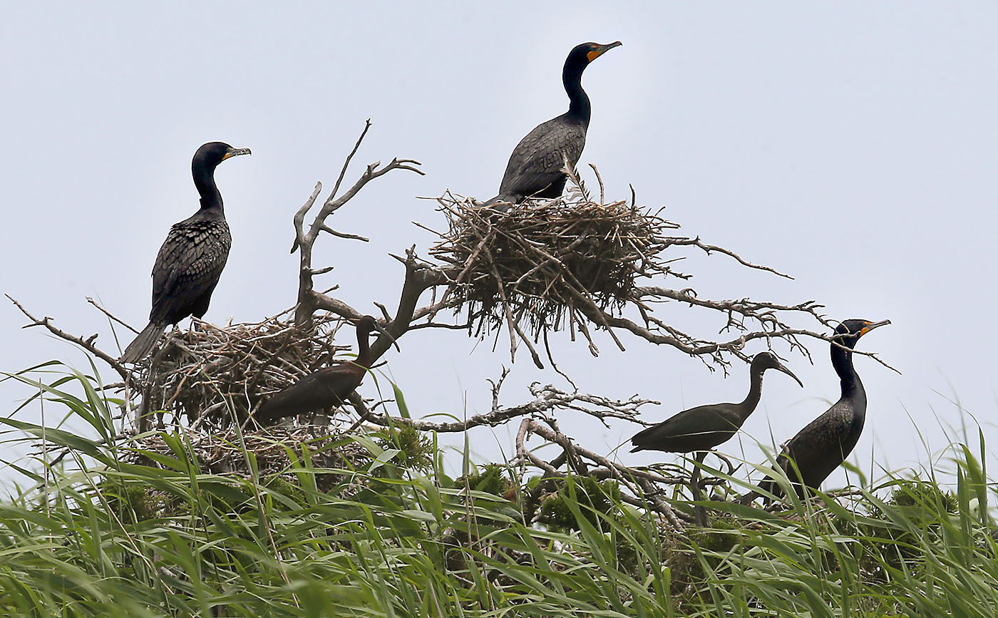 Cormorants Nesting